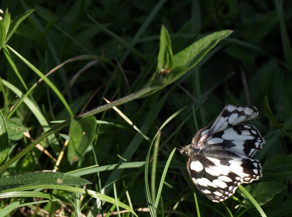 P7060381